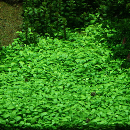 Glossostigma Elatinoides 1-2-Grow