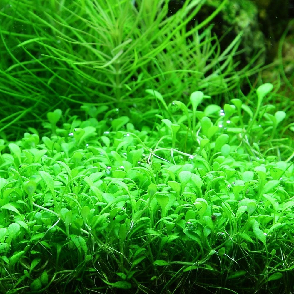 Glossostigma Elatinoides 1-2-Grow
