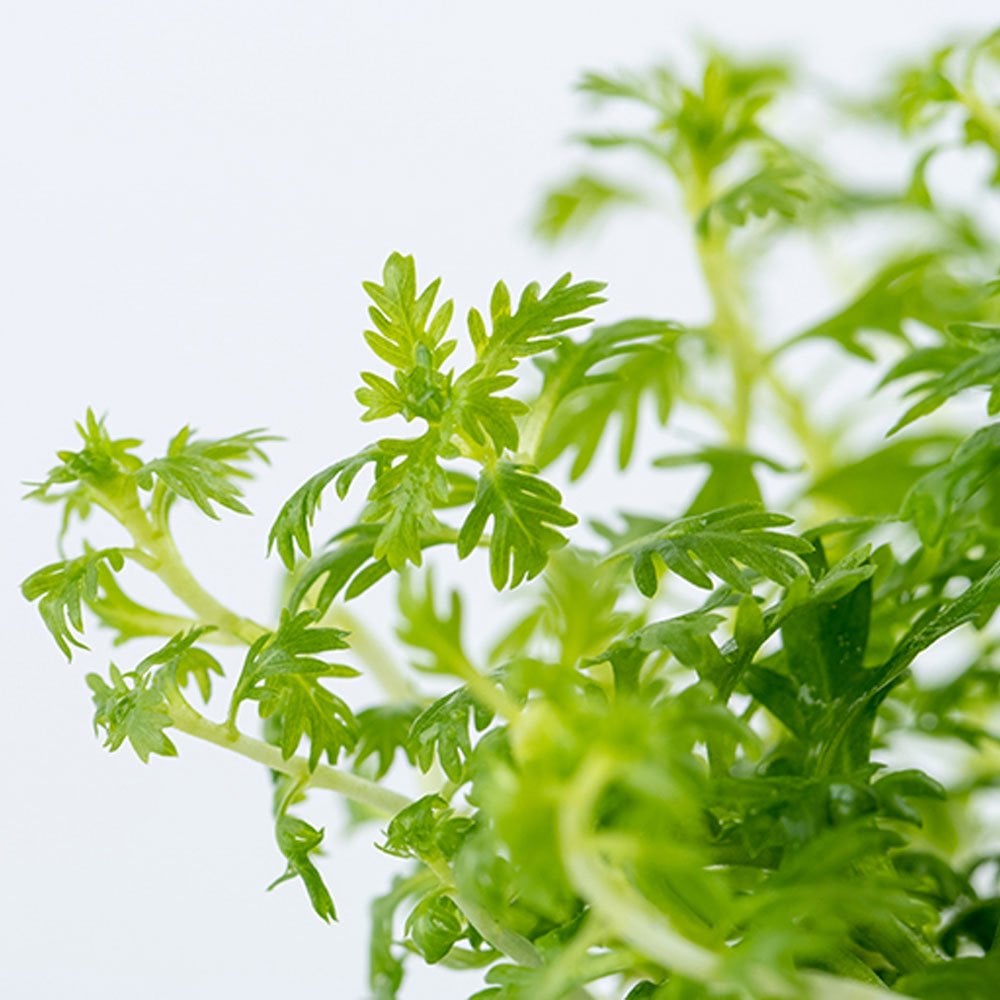 Hottonia Palustris 1-2-Grow