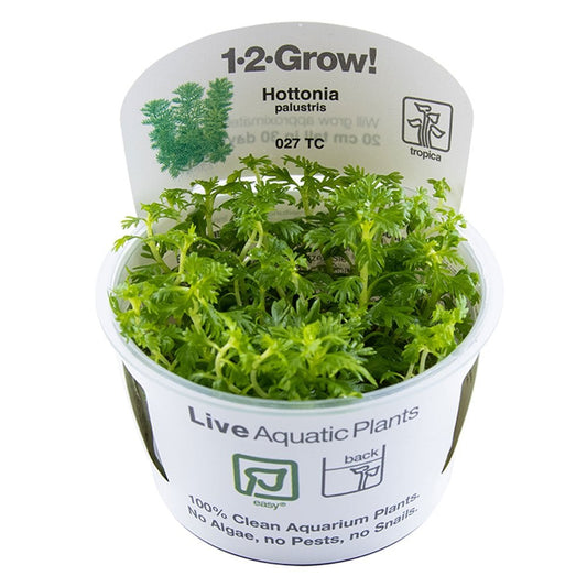 Hottonia Palustris 1-2-Grow