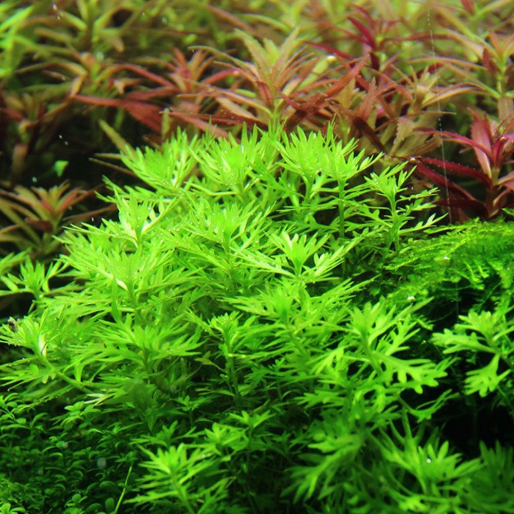 Hottonia Palustris 1-2-Grow
