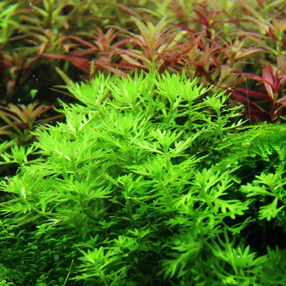 Hottonia Palustris 1-2-Grow
