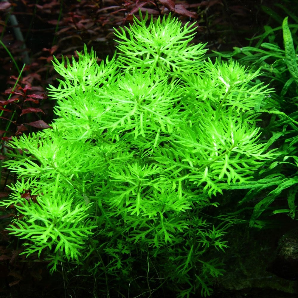 Hottonia Palustris 1-2-Grow