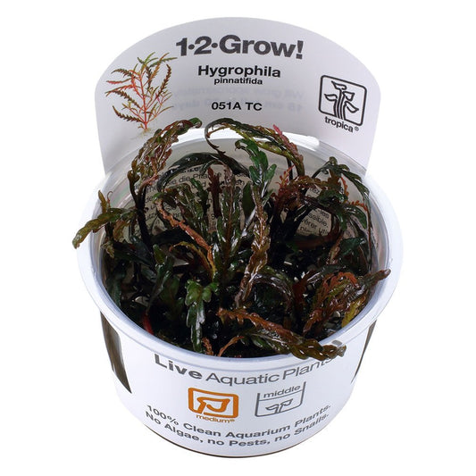 Hygrophila Pinnatifida 1-2-Grow