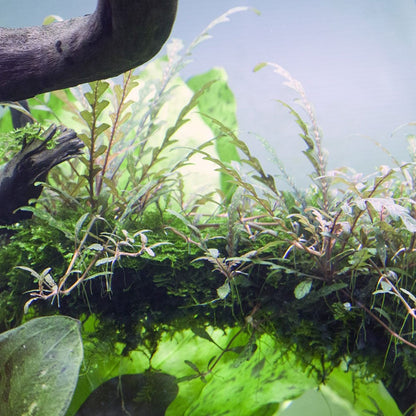 Hygrophila Pinnatifida 1-2-Grow