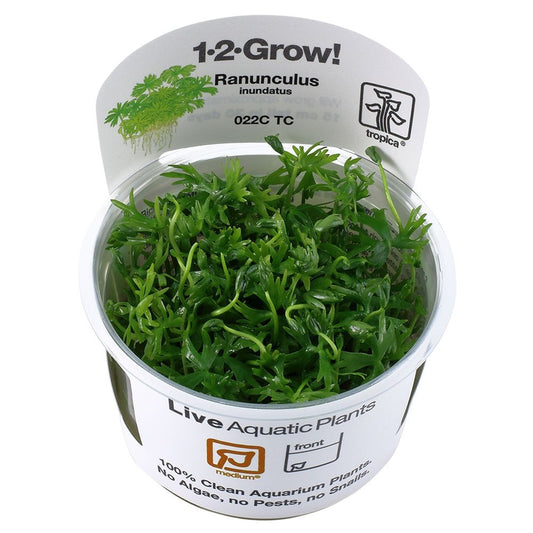 Ranunculus Inundatus 1-2-Grow