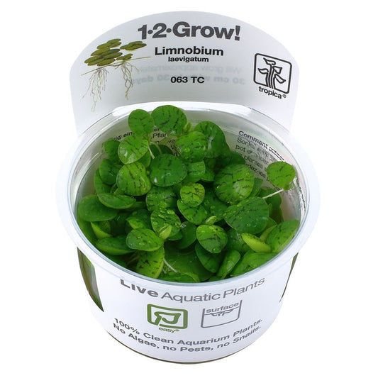 Limnobium Laevigatum 1-2-Grow