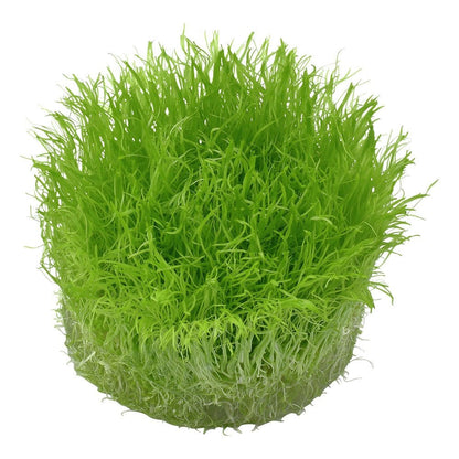 Utricularia Graminifolia 1-2-Grow