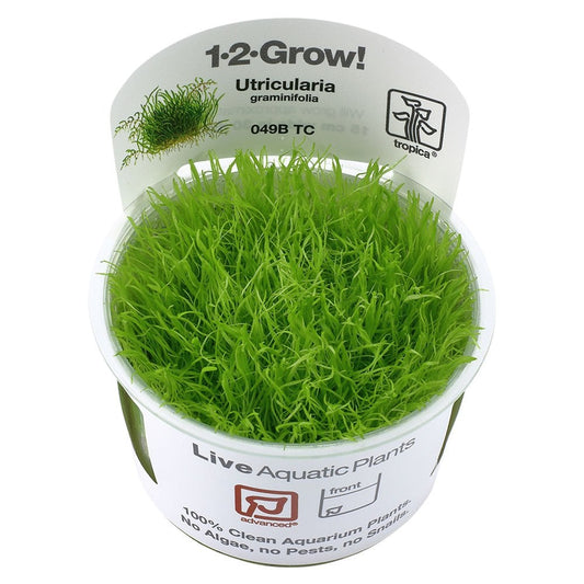 Utricularia Graminifolia 1-2-Grow
