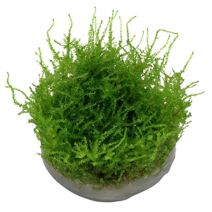 Vesicularia Montagnei Christmas Moss 1-2-Grow