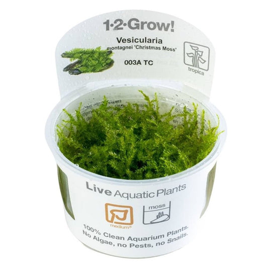 Vesicularia Montagnei Christmas Moss 1-2-Grow