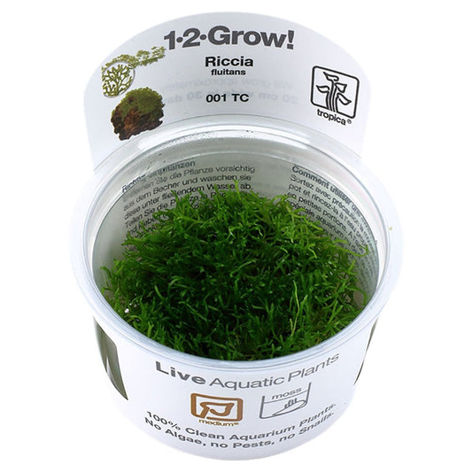Riccia Fluitans 1-2-Grow