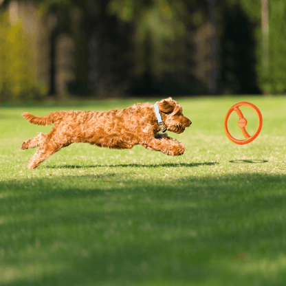Toss-N-Tug Ring (22.7cm)