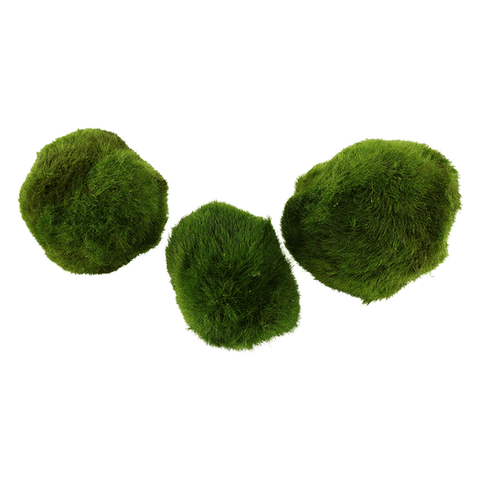 Aegagropila Linnaei - Live Moss Balls (3pk)