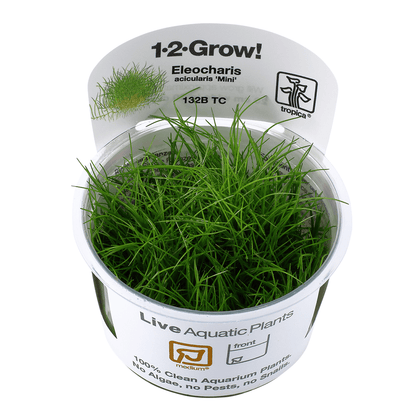 Eleocharis Pusilla Mini 1-2-Grow