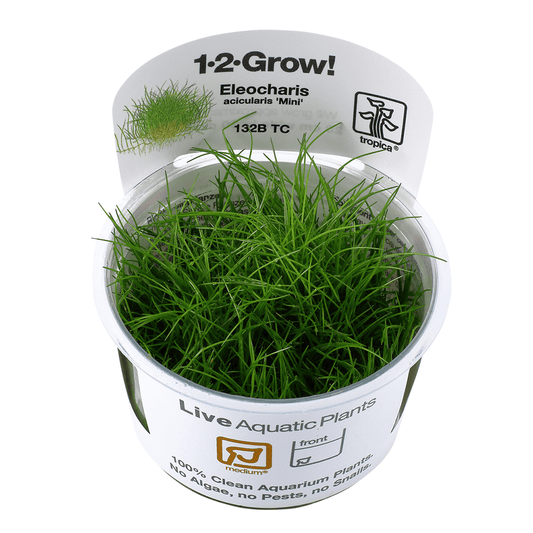 Eleocharis Pusilla Mini 1-2-Grow