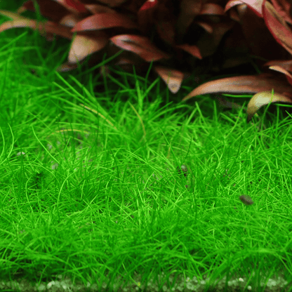 Eleocharis Pusilla Mini 1-2-Grow