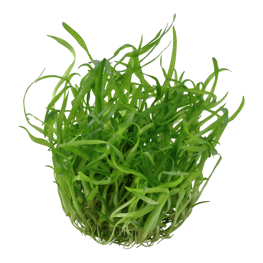 Sagittaria Subulata 1-2-Grow