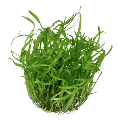 Sagittaria Subulata 1-2-Grow