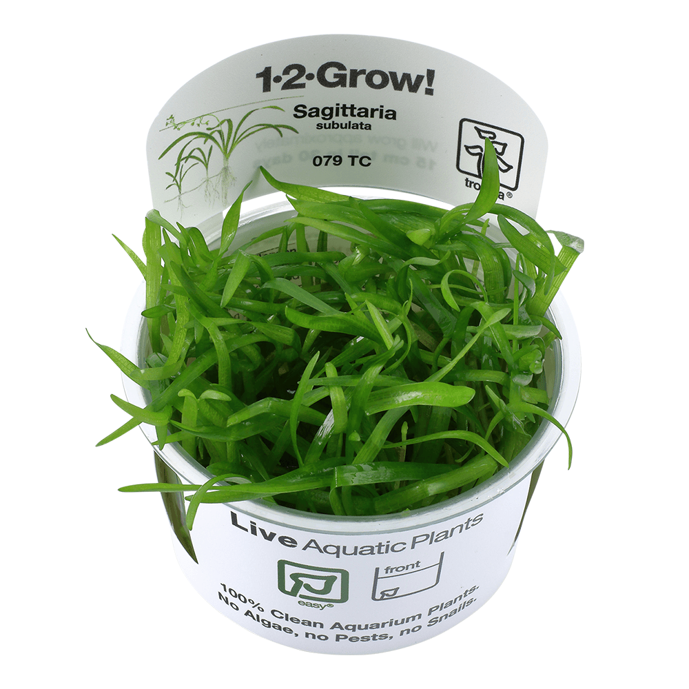 Sagittaria Subulata 1-2-Grow