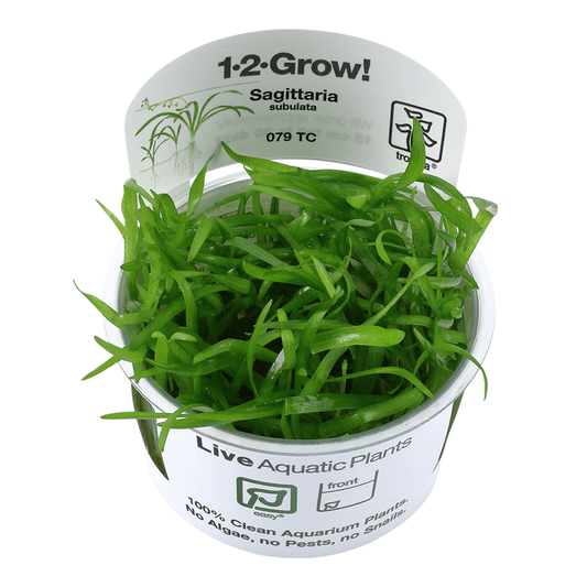 Sagittaria Subulata 1-2-Grow