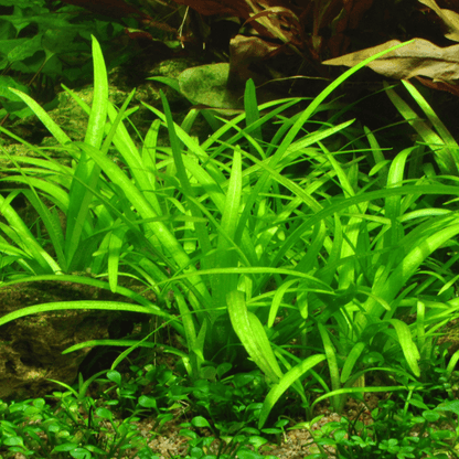 Sagittaria Subulata 1-2-Grow