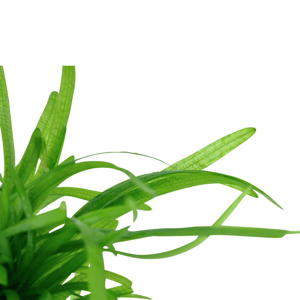Sagittaria Subulata 1-2-Grow