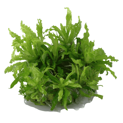 Pogostemon Helferi 1-2-Grow