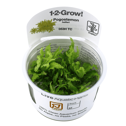 Pogostemon Helferi 1-2-Grow