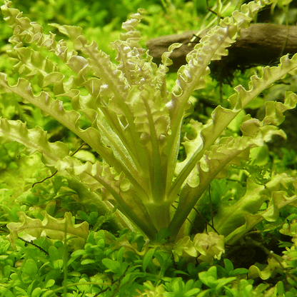 Pogostemon Helferi 1-2-Grow