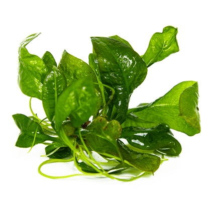 Echinodorus Grisebachii Tropica 1-2-Grow