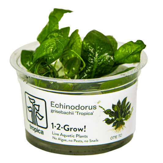Echinodorus Grisebachii Tropica 1-2-Grow