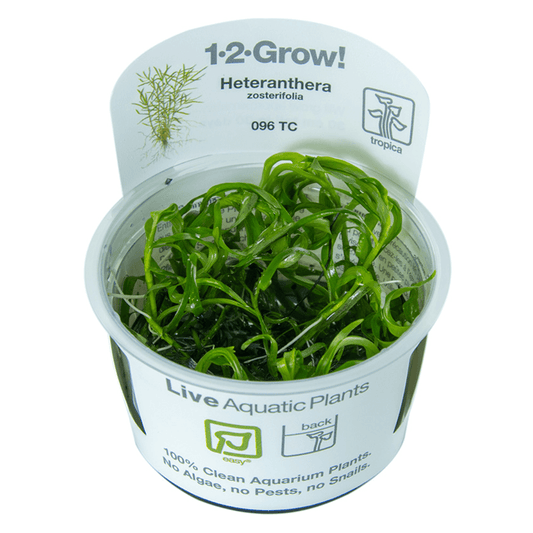 Heteranthera Zosterifolia 1-2-Grow