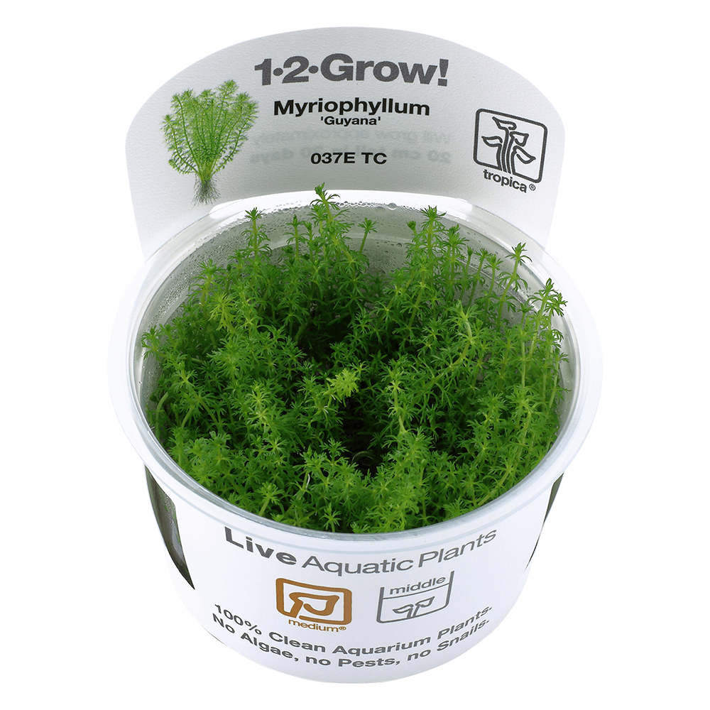 Myriophyllum Guyana 1-2-Grow