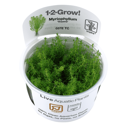 Myriophyllum Guyana 1-2-Grow
