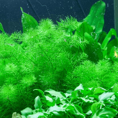 Myriophyllum Guyana 1-2-Grow