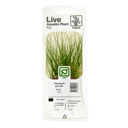 Eleocharis Parvula - Live Aquarium Plant
