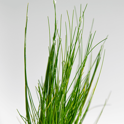 Eleocharis Parvula - Live Aquarium Plant