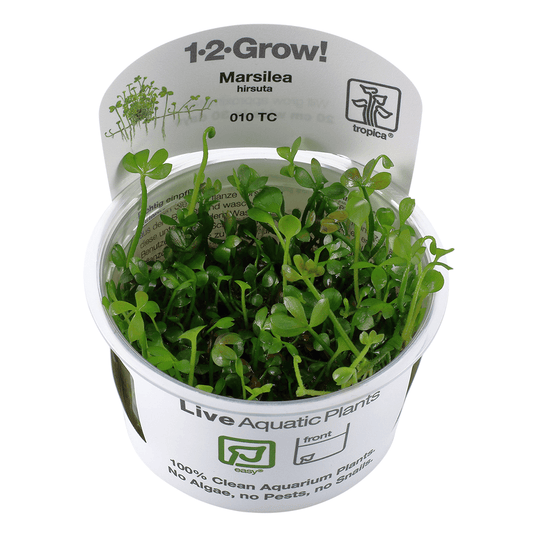 Marsilea Hirsuta 1-2-Grow