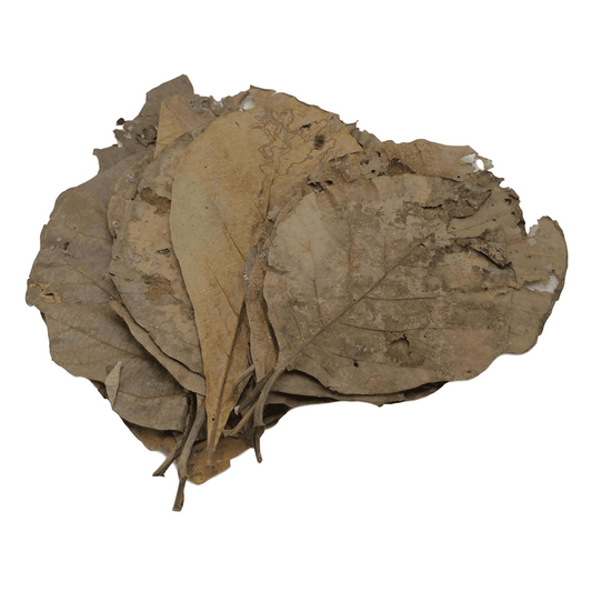 Teak Leaves (10pk)