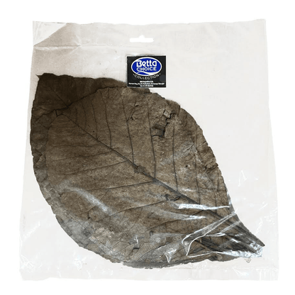 Teak Leaves (10pk)