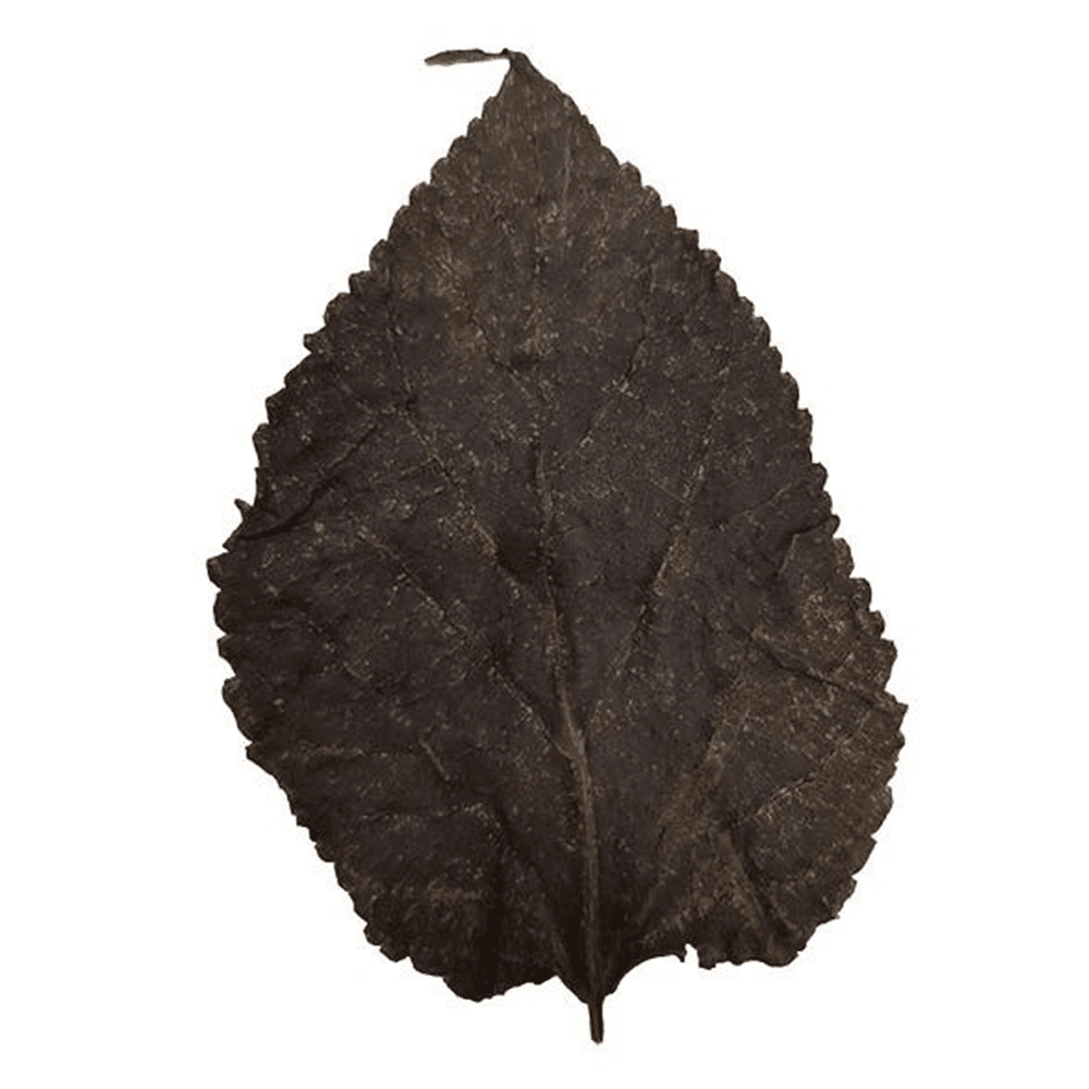 Mulberry Leaves (10pk)