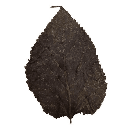 Mulberry Leaves (10pk)