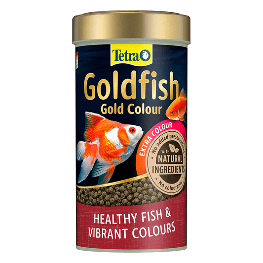 Goldfish Gold Colour