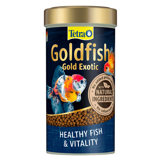 Goldfish Gold Exotic