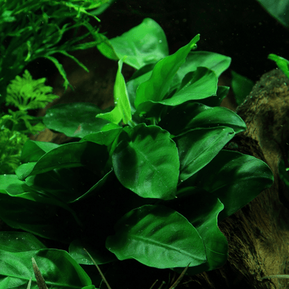 Anubias Barteri Var. Nana On Lava Stone