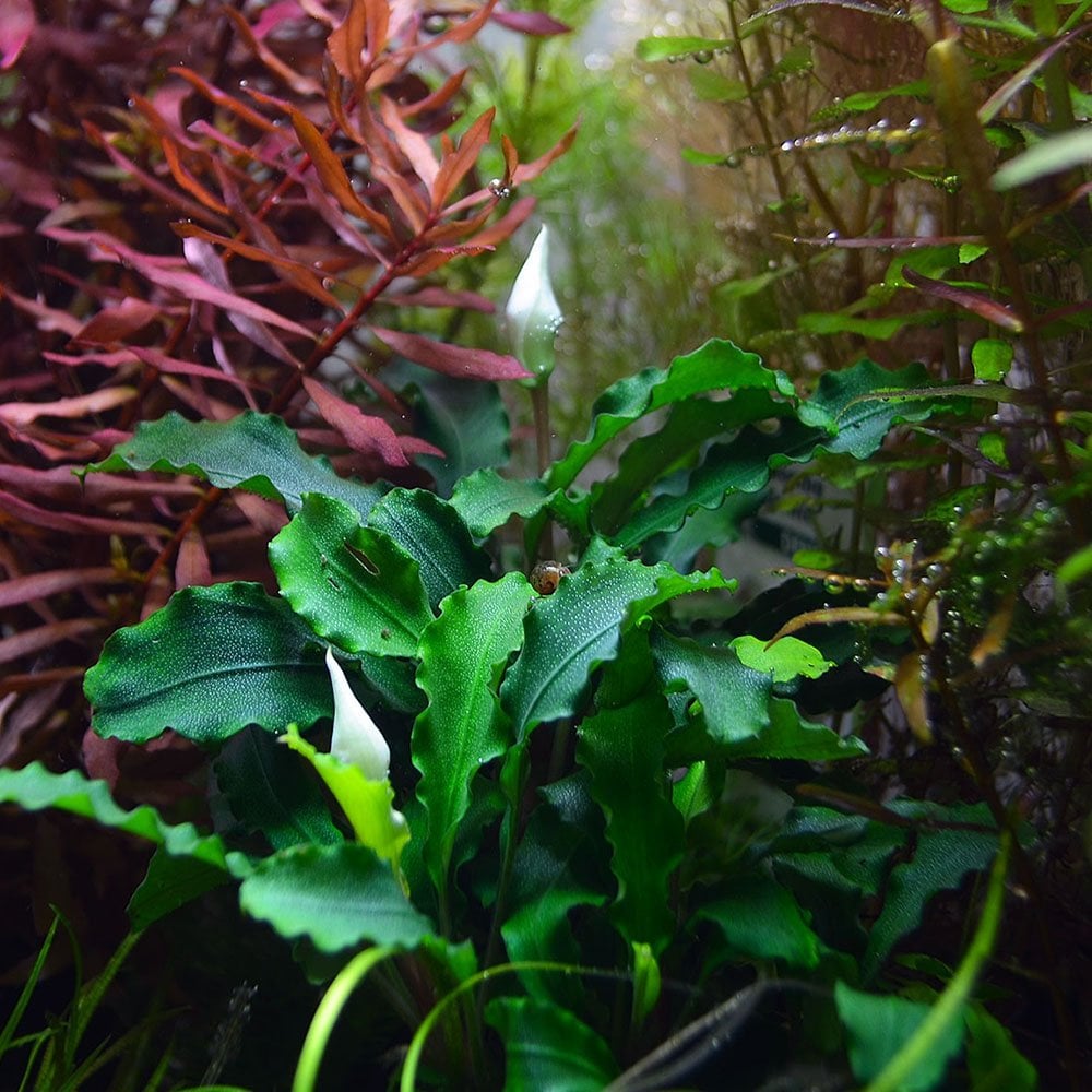 Bucephalandra Pygmaea Wavy Green On Lava Stone