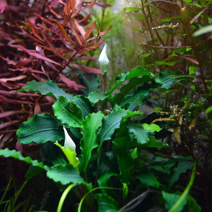 Bucephalandra Pygmaea Wavy Green On Lava Stone