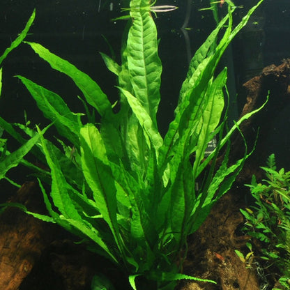 Microsorum Pteropus On Lava Stone