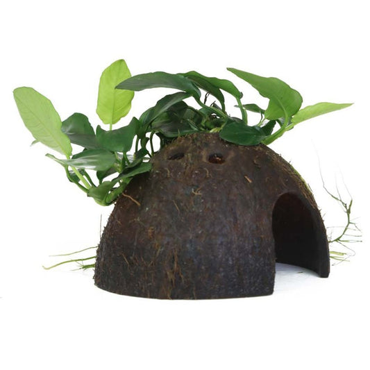 Anubias Barteri Var. Nana On Coconut Shell